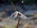 A close-up view of an Anisoptera, a close-up of a dragonfly insect Royalty Free Stock Photo